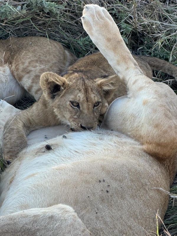 3-Day The Calving Migration Zanzibar to Ndutu