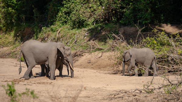 5 Days Serengeti , Ngorongoro & Ndutu Adventure Safari