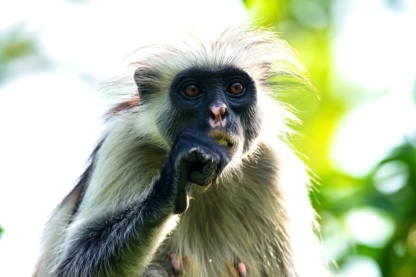 Zanzibar: Jozani Forest & Salam Cave Adventure