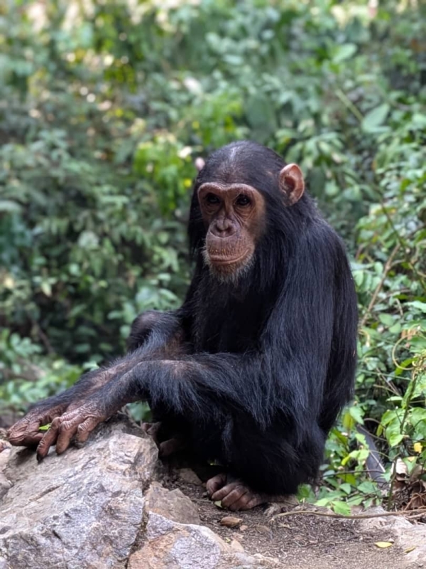 5-DAY POST–NORTHERN CIRCUIT SAFARI: CHIMPANZEE TREKKING EXPERIENCE