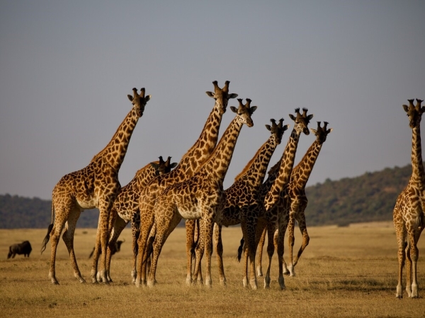 2-Day Fly-In Safari to Serengeti & Ngorongoro Crater
