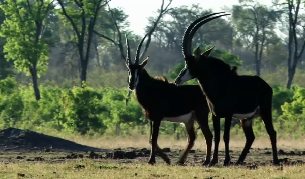 Day Trip To Nyerere National Park By Air