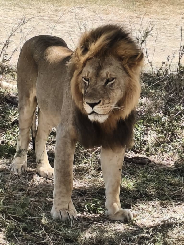 7 Days Classic Safari