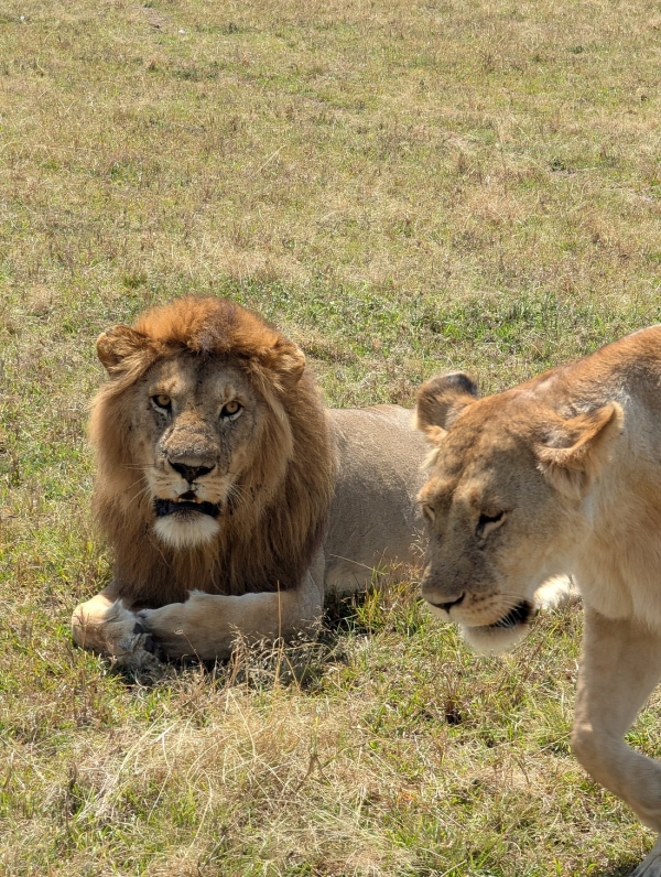 2-Day Fly-in from Zanzibar to Tarangire & Ngorongoro