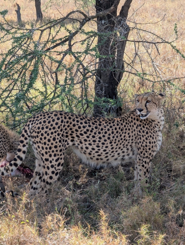 4-Day Luxury Fly in to Serengeti Private Safari