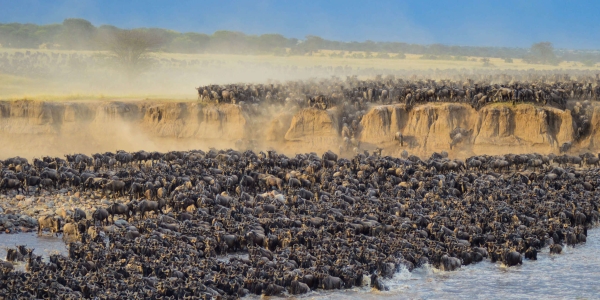 Great Wildebeest Migration Safari