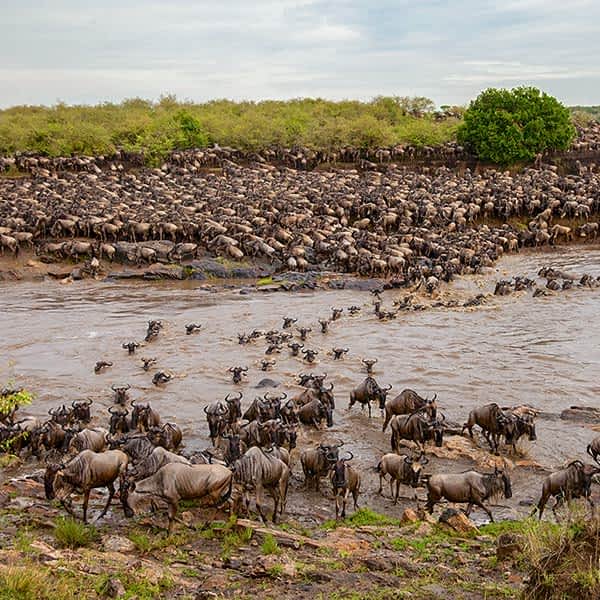 7-Day Journey of the Wildebeest - Luxury