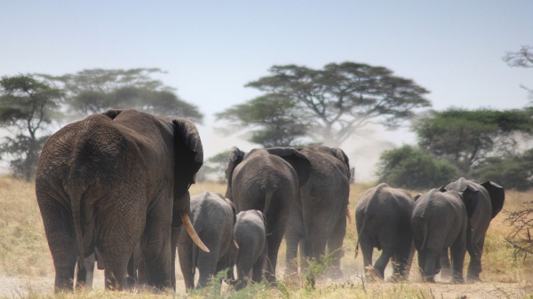 11-Day Tanzania Safari & Zanzibar Beach Adventure