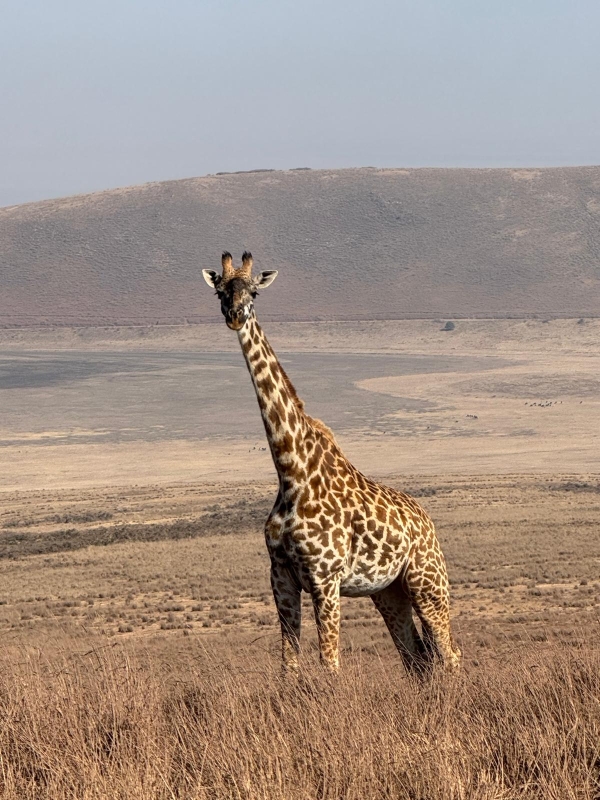 1-Day Ngorongoro Crater Group Shared Safari Adventure