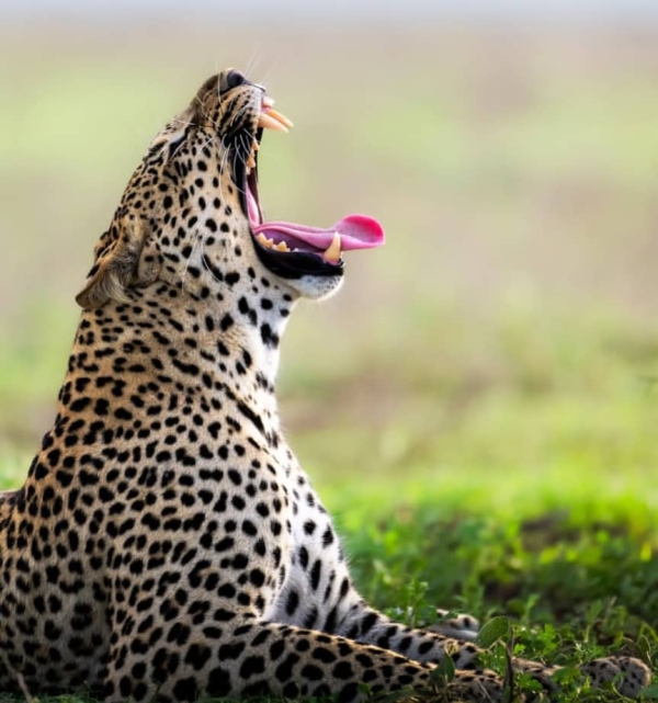 1-Day Ngorongoro Crater Day Trip (Joining Group Safari)