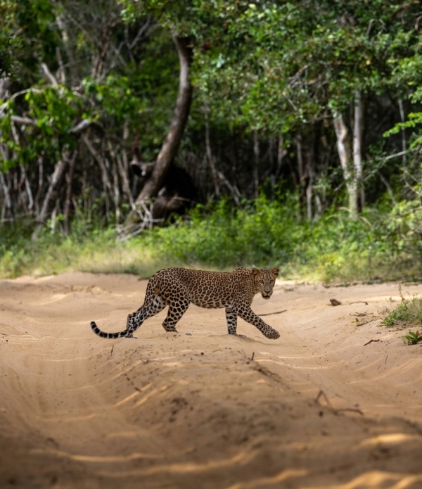 3-DAY SERENGETI & NGORONGORO ADVENTURE TENTED CAMP SAFARI