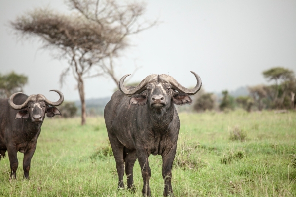 3 Days Safari serengeti and ngorongoro crater