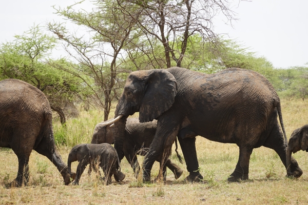 3 Days Tanzania Safari –Fly to Serengeti