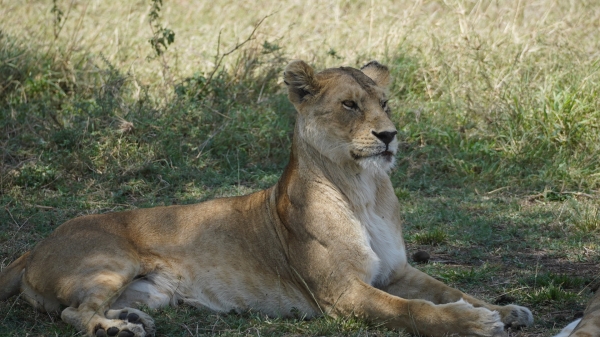 6 Days Honeymoon Tanzania Safari – Fly to Serengeti
