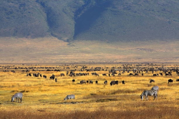 Embark on a 7-day safari adventure through Tanzania’s top national parks: Tarangire, Ngorongoro, Serengeti, and Manyara.