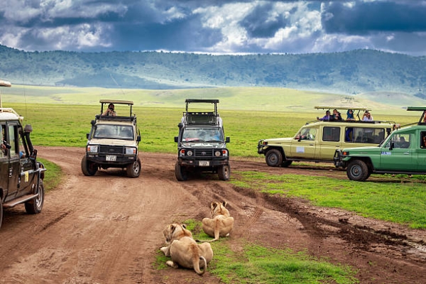 Ngorongoro Crater Day Safari