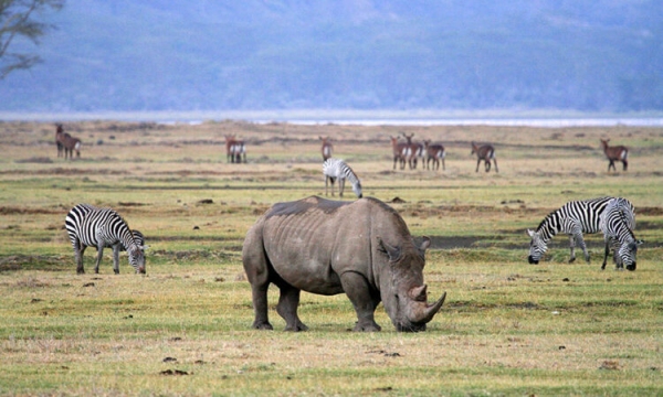 2 DAYS 1 NIGHT SAFARI TO TARANGIRE NATIONAL PARK AND NGORONGORO CRATER: PRIVATE SAFARI