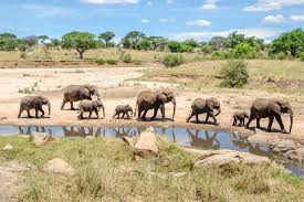 1 Day safari in Tarangire National Park