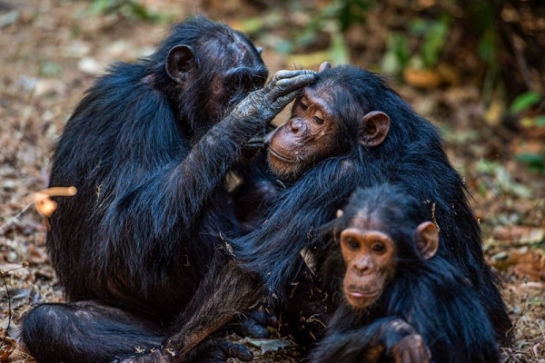 2 Days Jane Goodall Research at Gombe from Kigoma