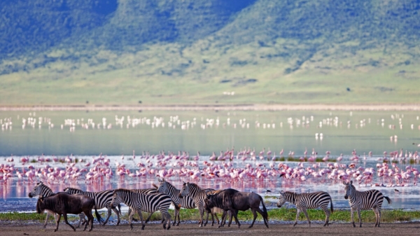 4-Day Wildebeests Migration Calving Tour