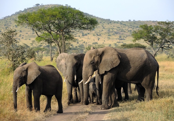 2 -Day Tarangire & Ngorongoro Crater Safari