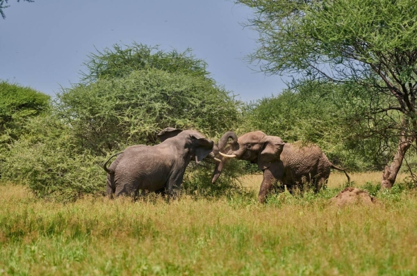 7 Days Northern Tanzania Luxury Safari