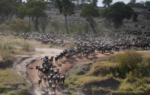7 Days Private Serengeti Wildebeest Migration Safari