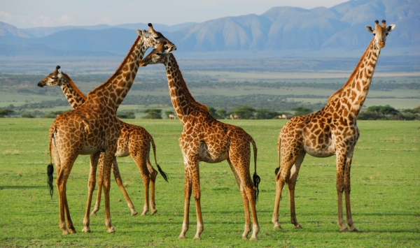 5-Day Northern Wildlife & Waterfall Experience
