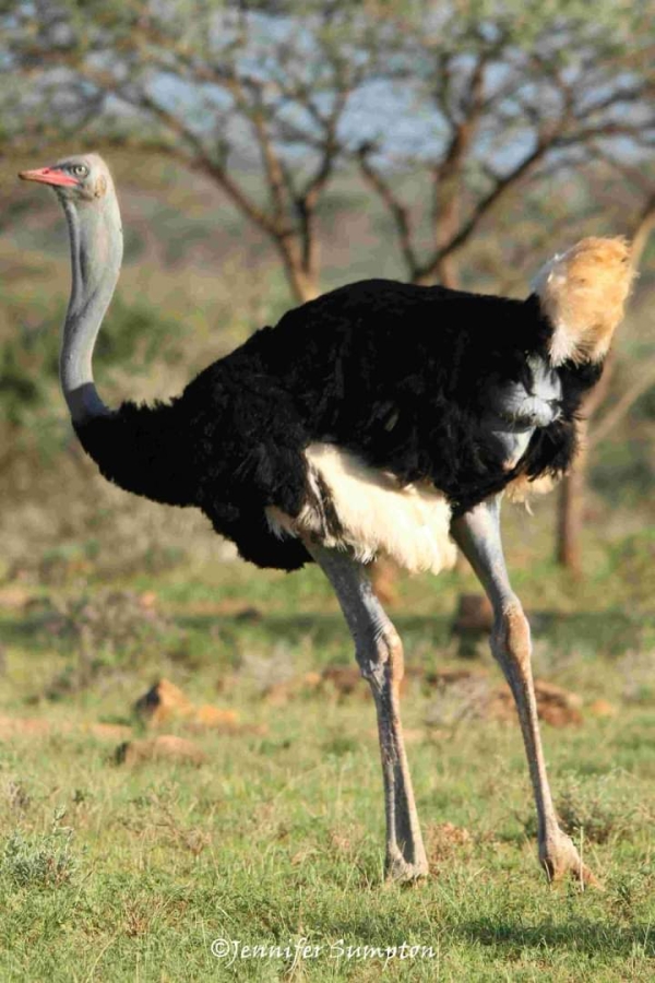 5-Day Northern Serengeti Classic Safari Nature &Wildlife