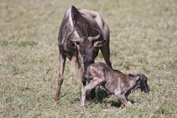 3-Day Serengeti & Ngorongoro Safari (Wildebeest Calving)