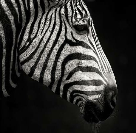 3-Day Tanzania (Serengeti & Ngorongoro Crater)