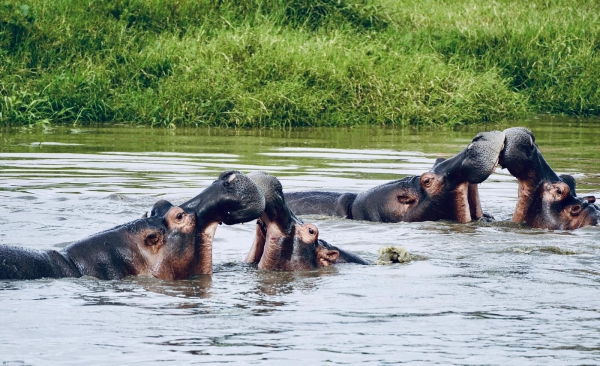 4-Day Northern Serengeti River Crossing Experience