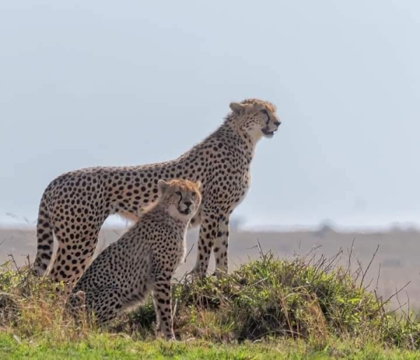 6-Day Tanzania Northern Circuit Mid-Range Safari