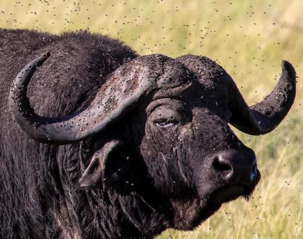 7-Day Serengeti Safari with Zanzibar Beach Holiday