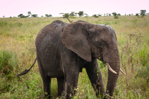 2 Days From Mwanza To Serengeti