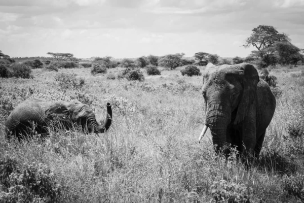 3 Days Discover Tanzania Parks