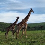 Giraffe