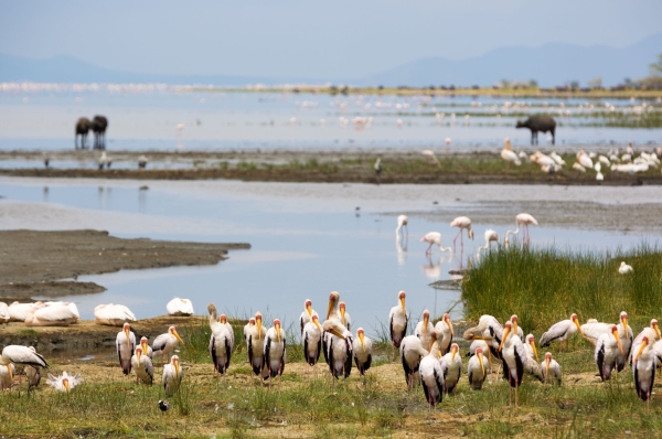 3 Days Classic Tanzania Safari: Wildlife, Crater & Scenic Landscapes