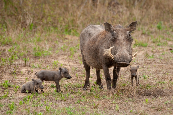 Love, Untamed: A 4-Day Tanzania Honeymoon Safari.