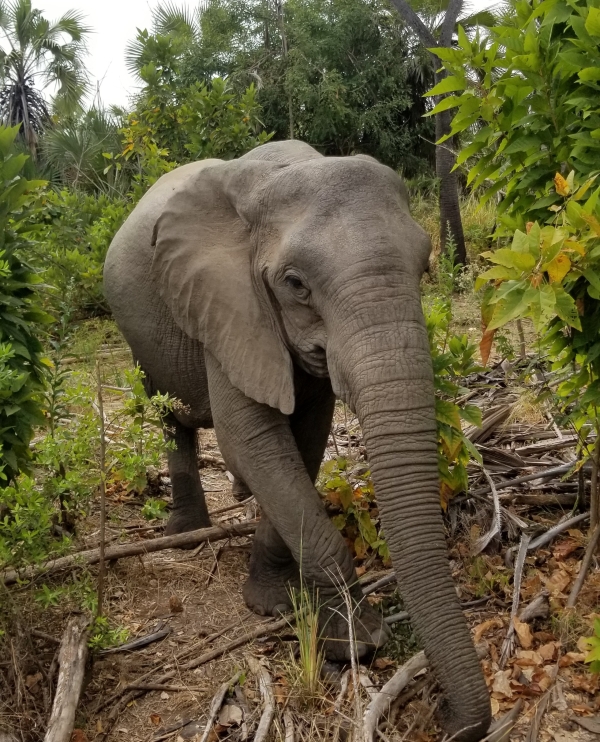 3 days 2 nights drive In - Nyerere NP - Start From Dar Es Salaam