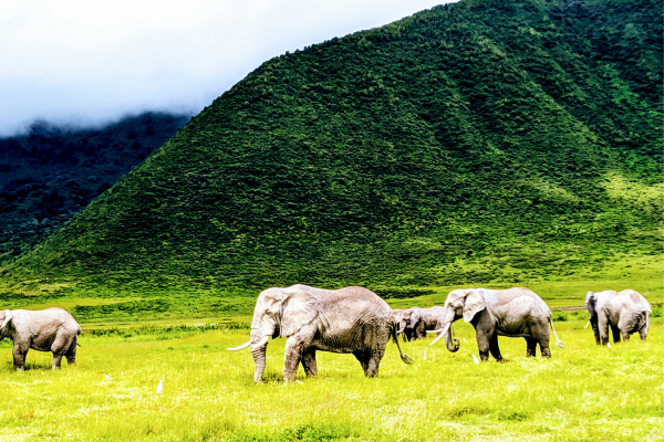 3 days 2 nights drive In - Nyerere NP - Start From Dar Es Salaam