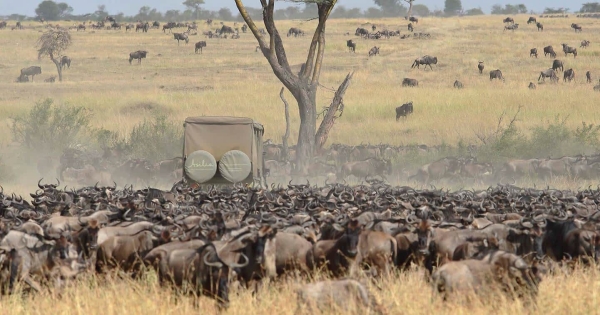 The great Serengeti Migration