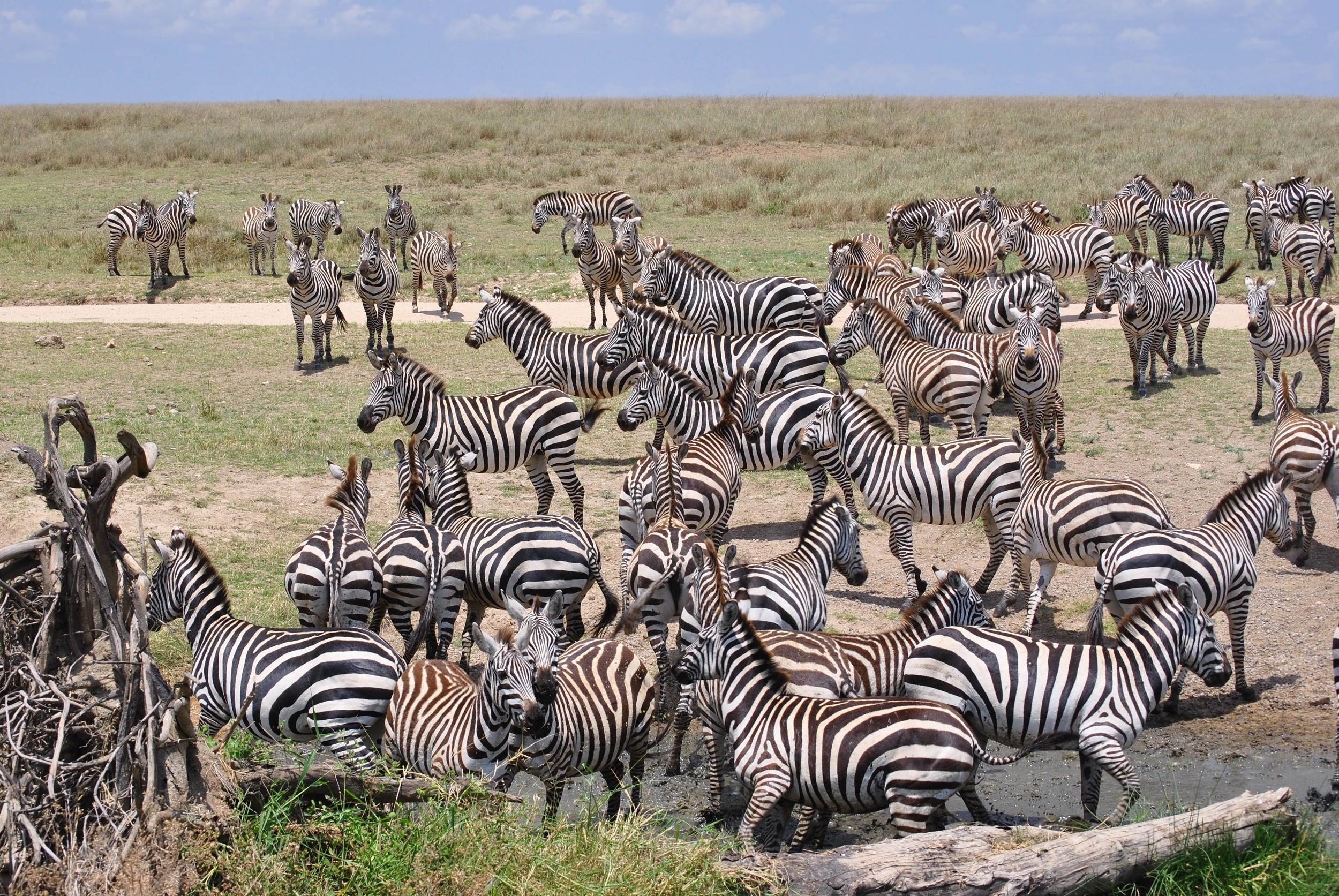 Zebras grazing in Selous Game Reserve