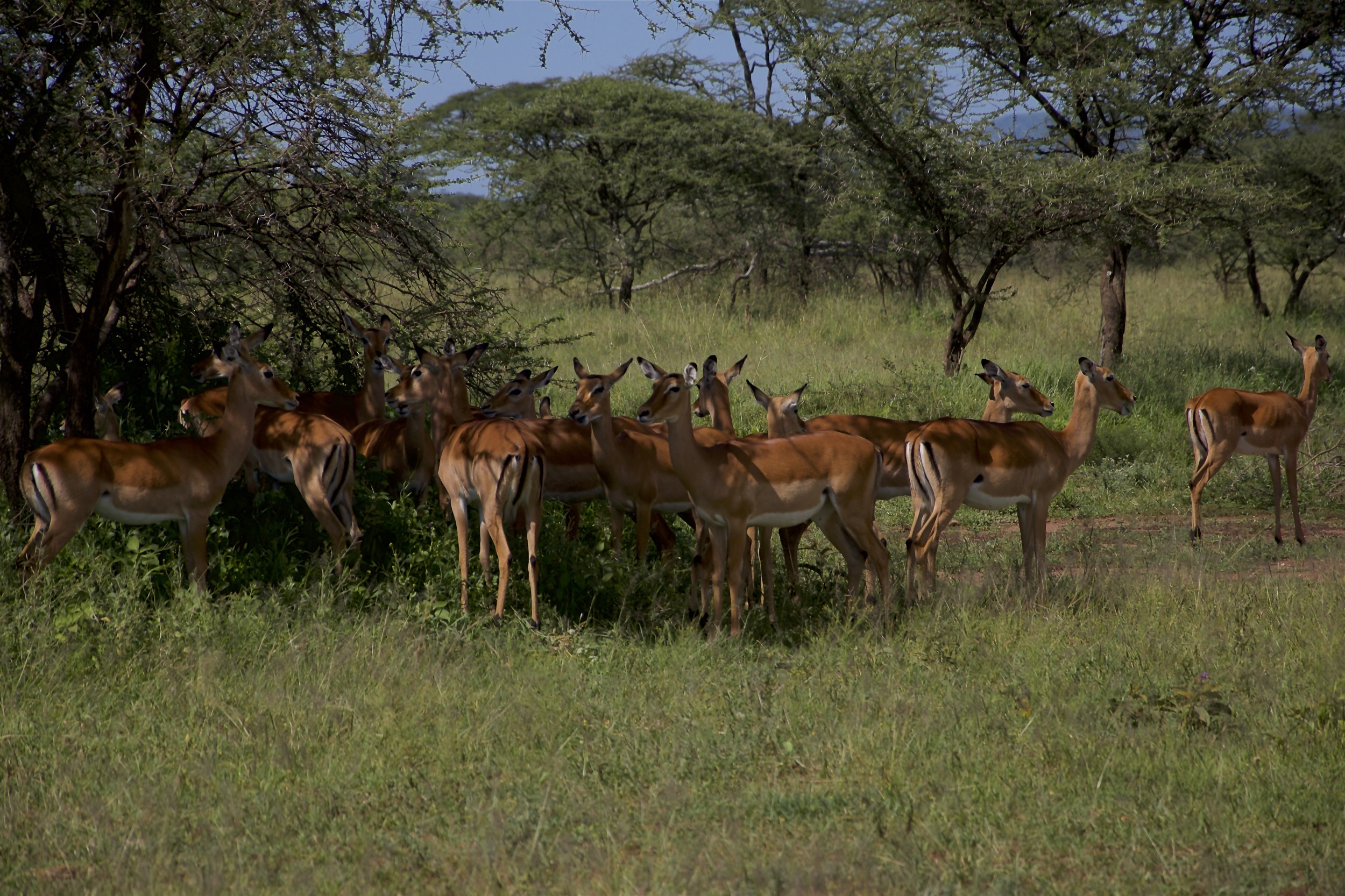 Impalas in Selous wilderness