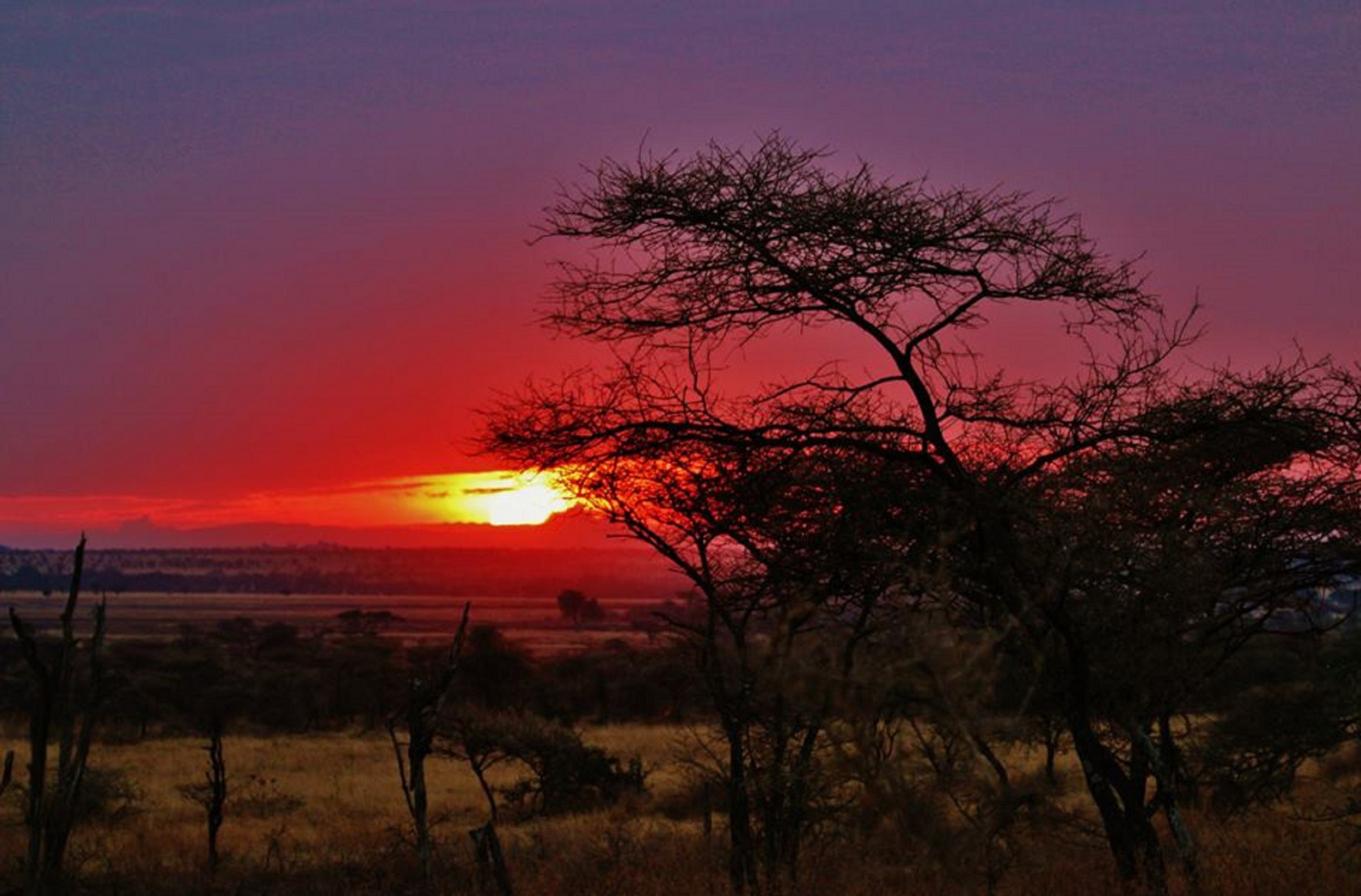Golden Serengeti sunset