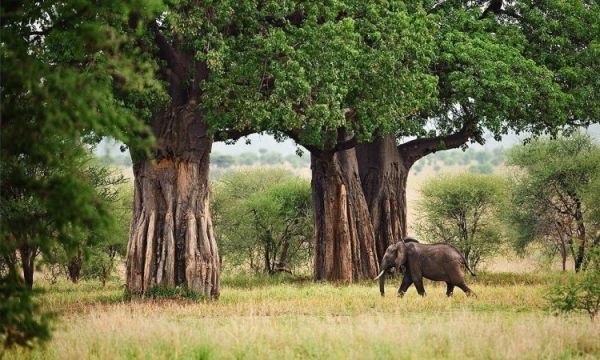 Budget Safari Tanzania – Ultimate 2025 Guide