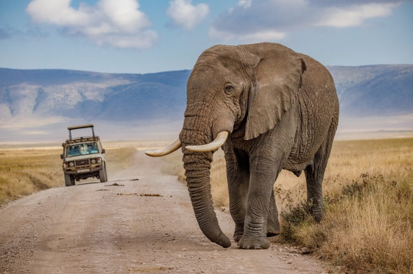Serengeti Wildebeest Safari