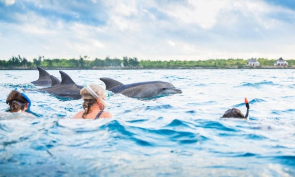 Mnemba Dolphin tour, turtle aquarium & Sunset cruise full-day trip