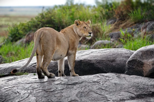 12 Days Safari in Tanzania