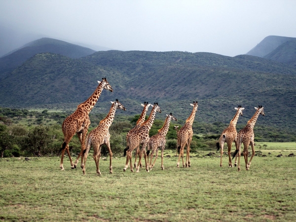 NGORONGORO CRATER EXPRESS – DAY TRIP (RESIDENT PACKAGE)